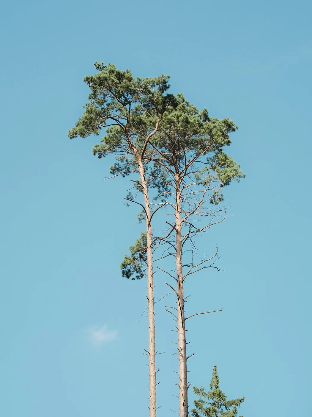 Lüneburger Heide — Bild 1