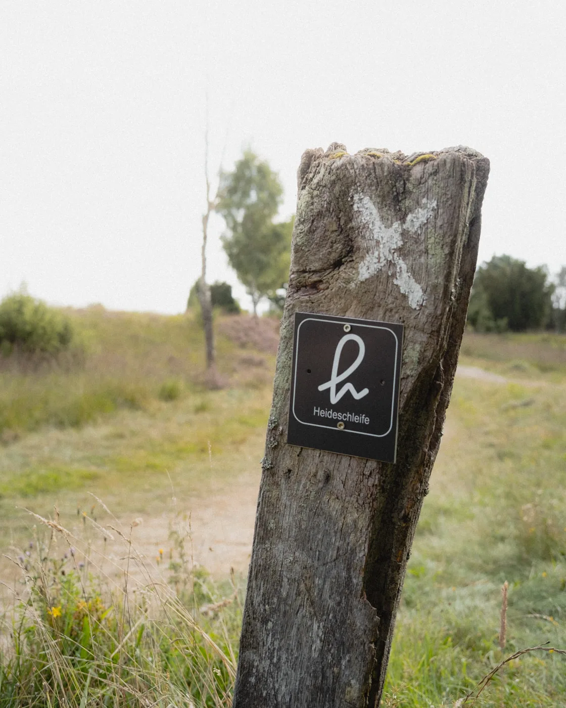 Lüneburger Heide — Bild 3