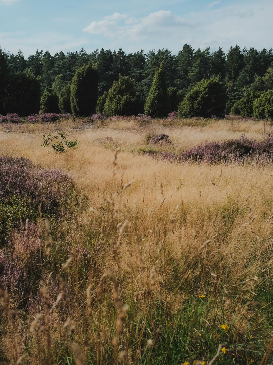 Lüneburger Heide — Bild 4