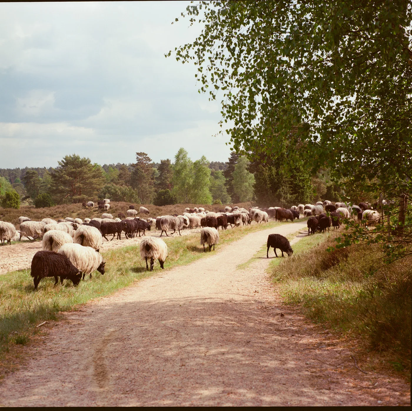 Lüneburger Heide — Bild 5