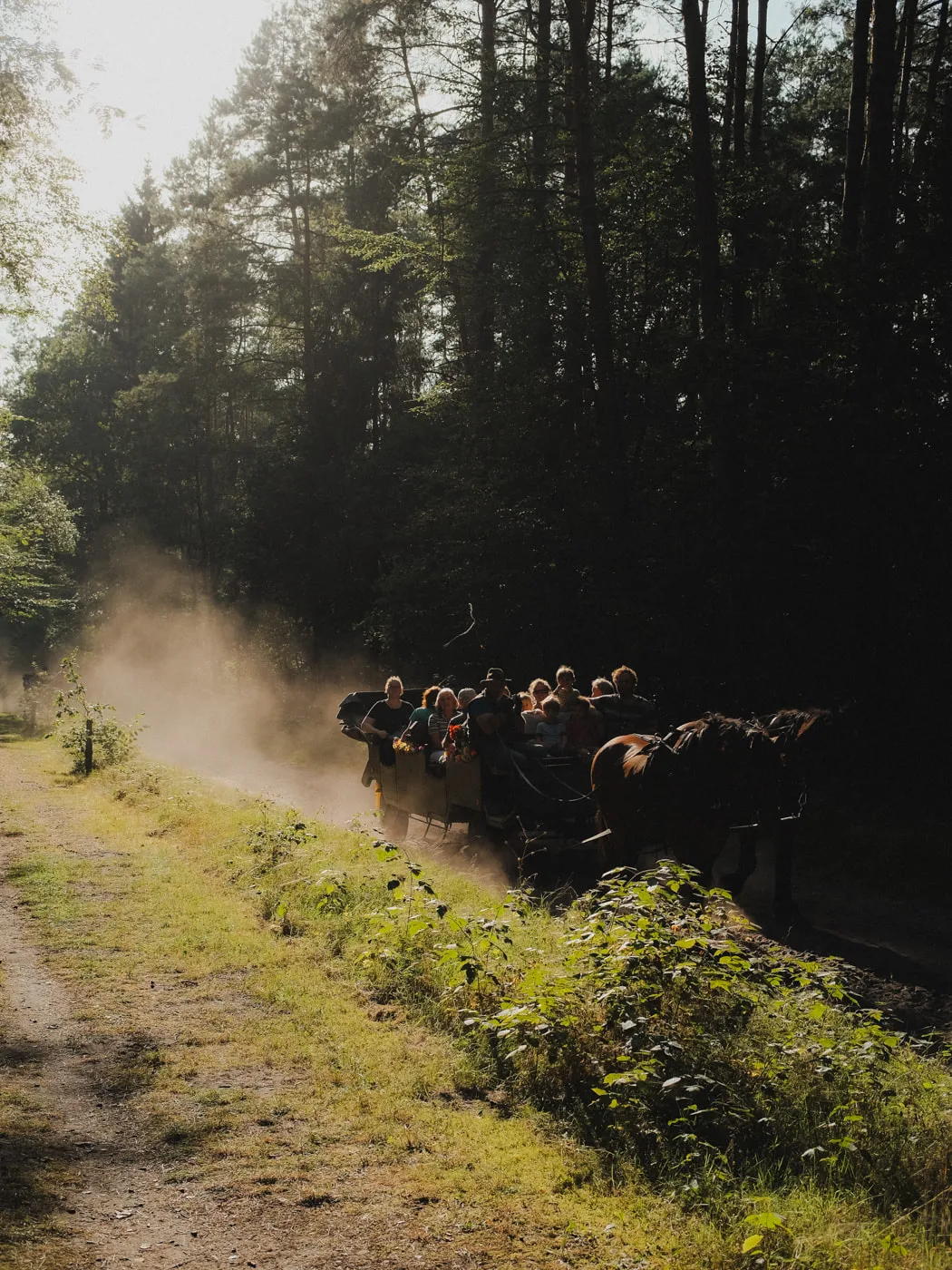 Lüneburger Heide — Bild 6