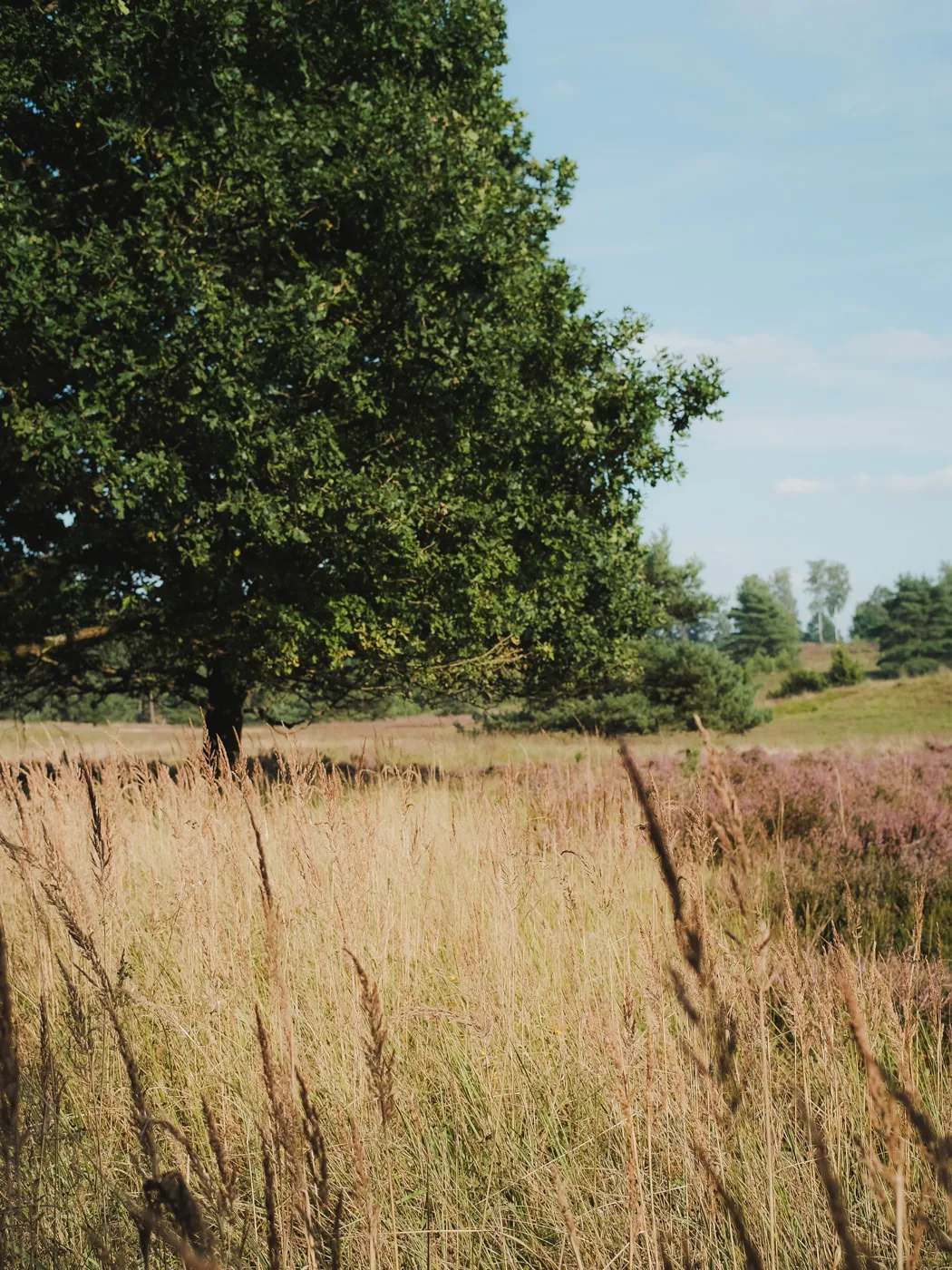 Lüneburger Heide — Bild 7