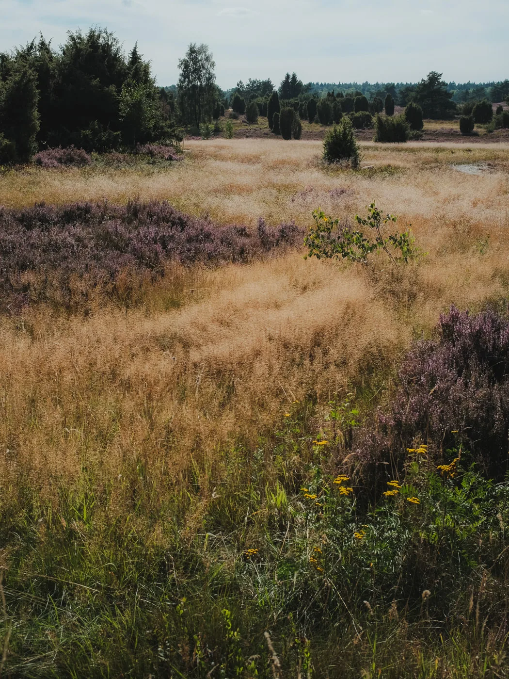 Lüneburger Heide — Bild 8