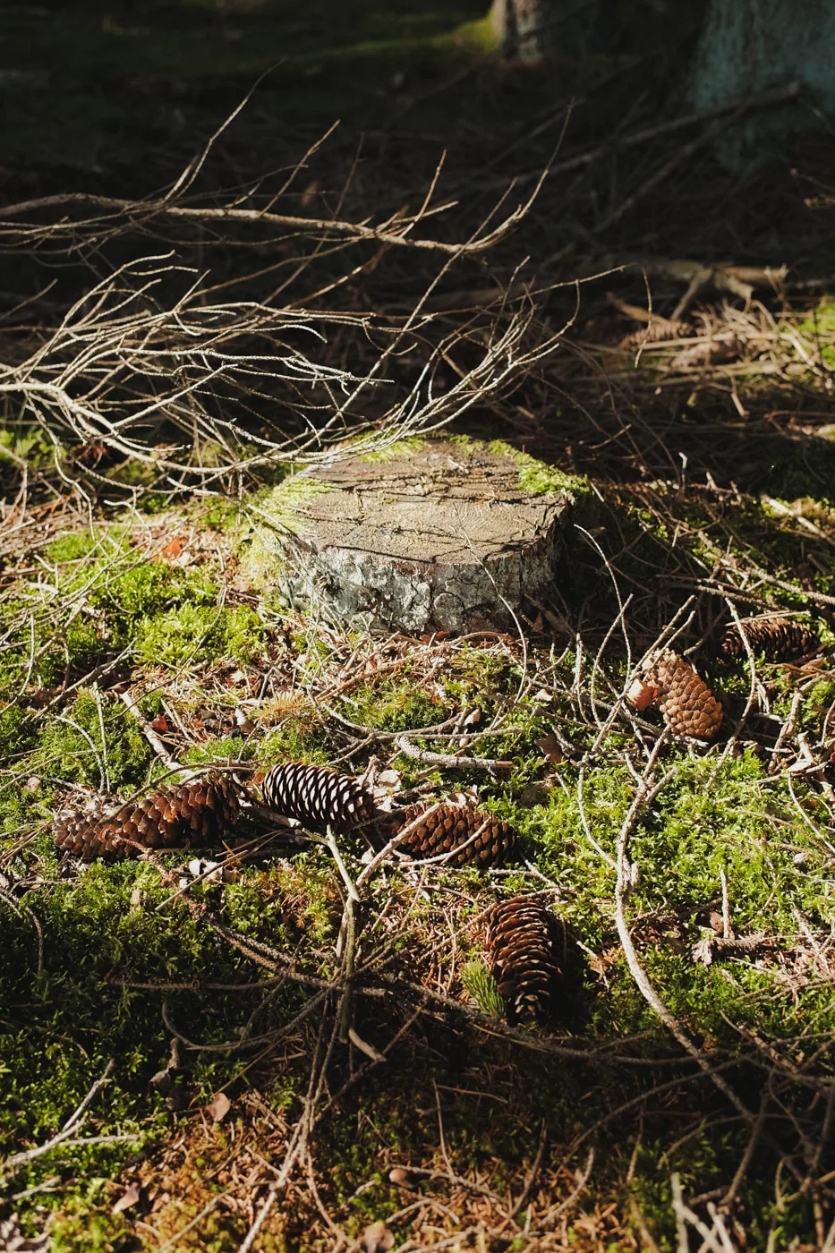 Lüneburger Heide — Bild 9