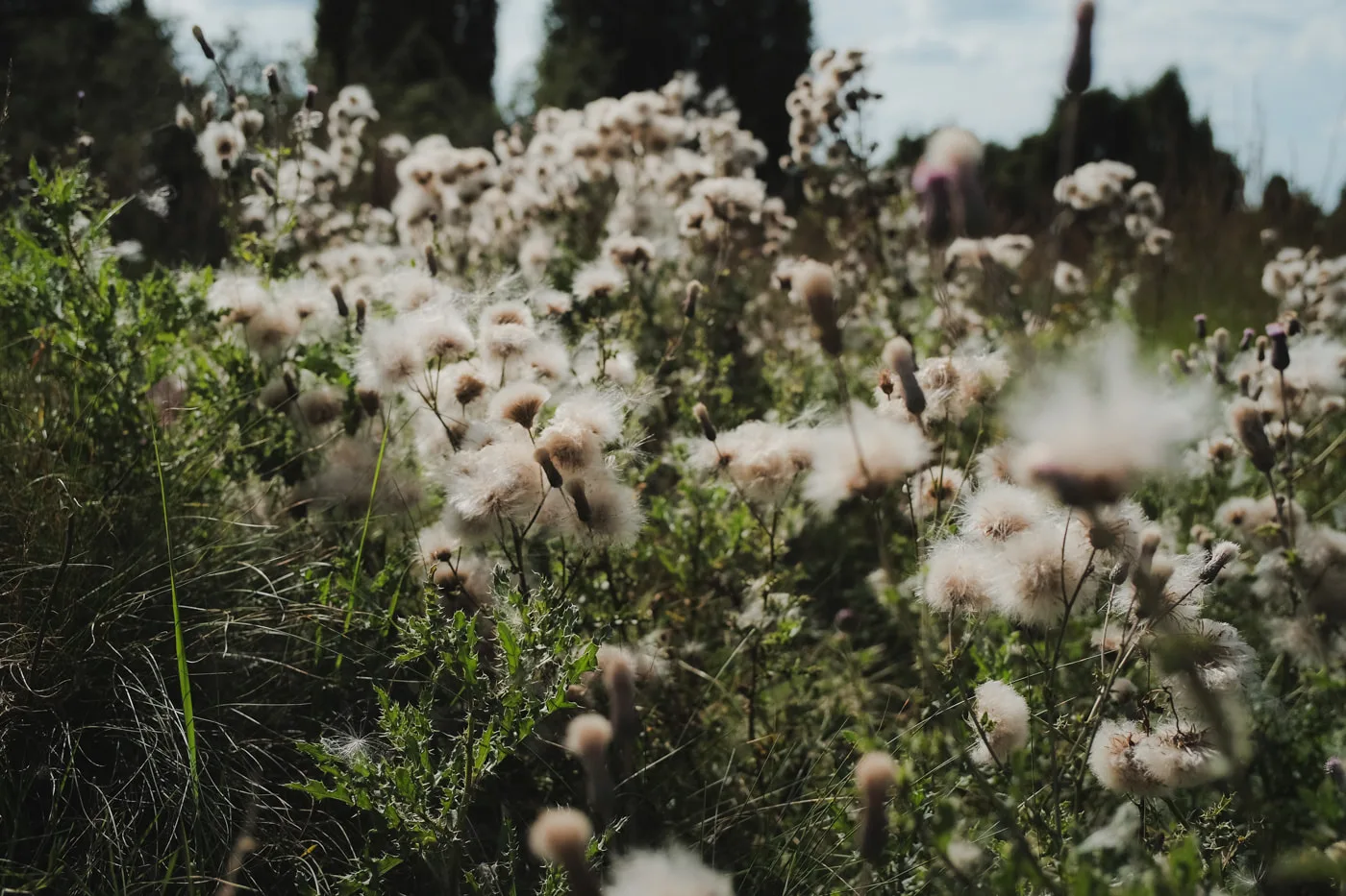 Lüneburger Heide — Bild 10