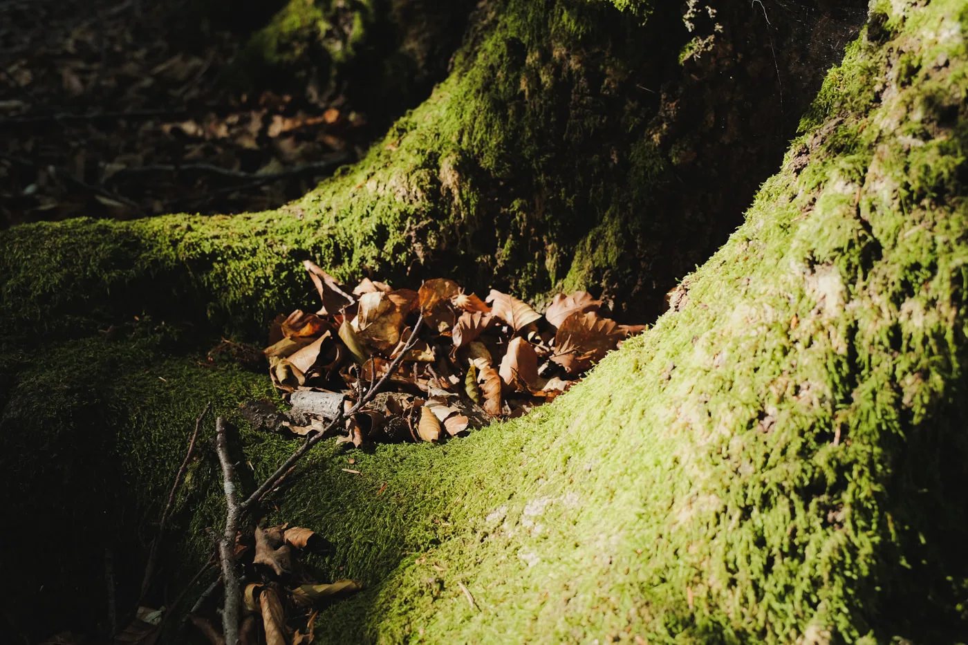 Lüneburger Heide — Bild 11