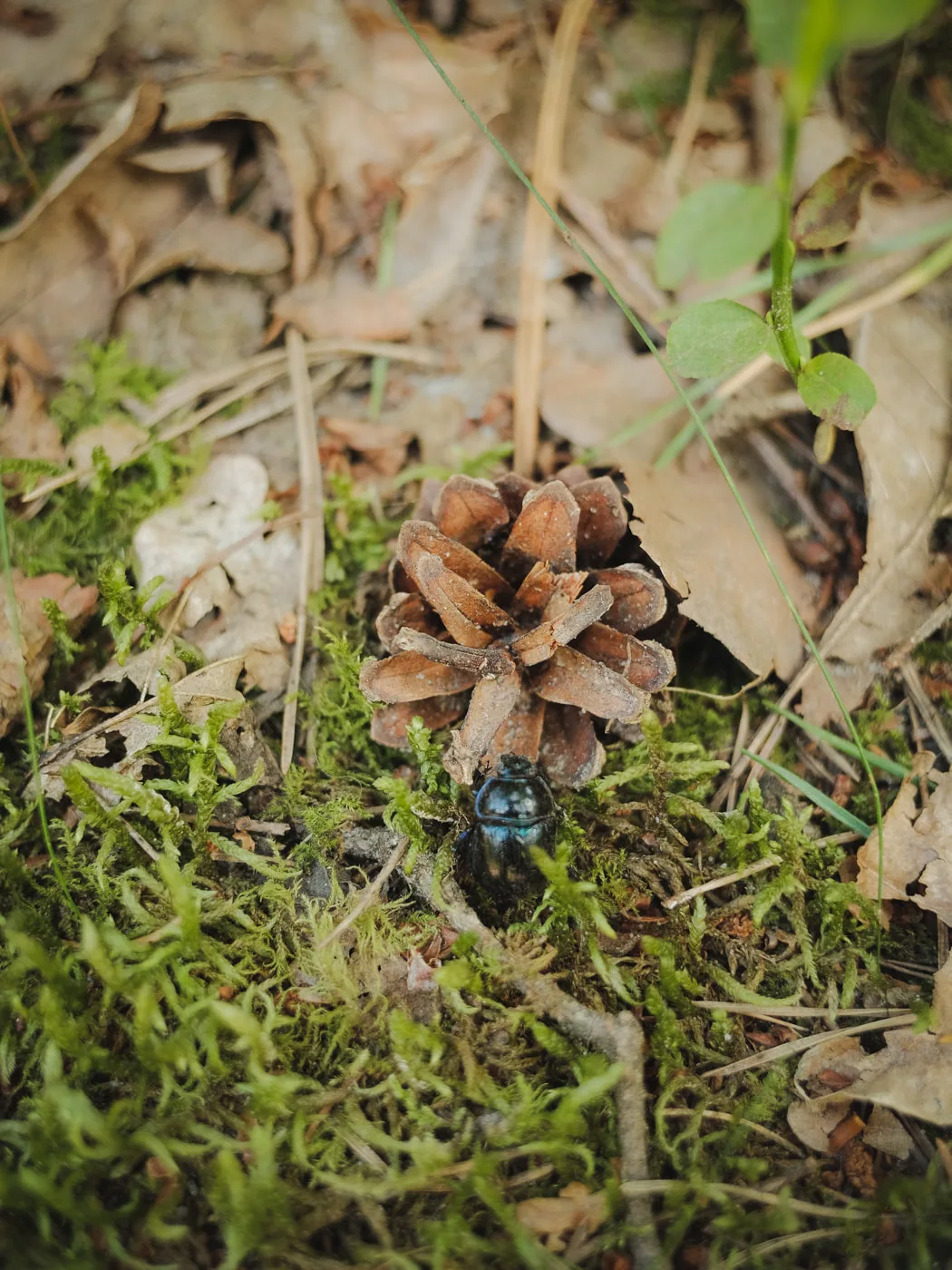 Lüneburger Heide — Bild 12