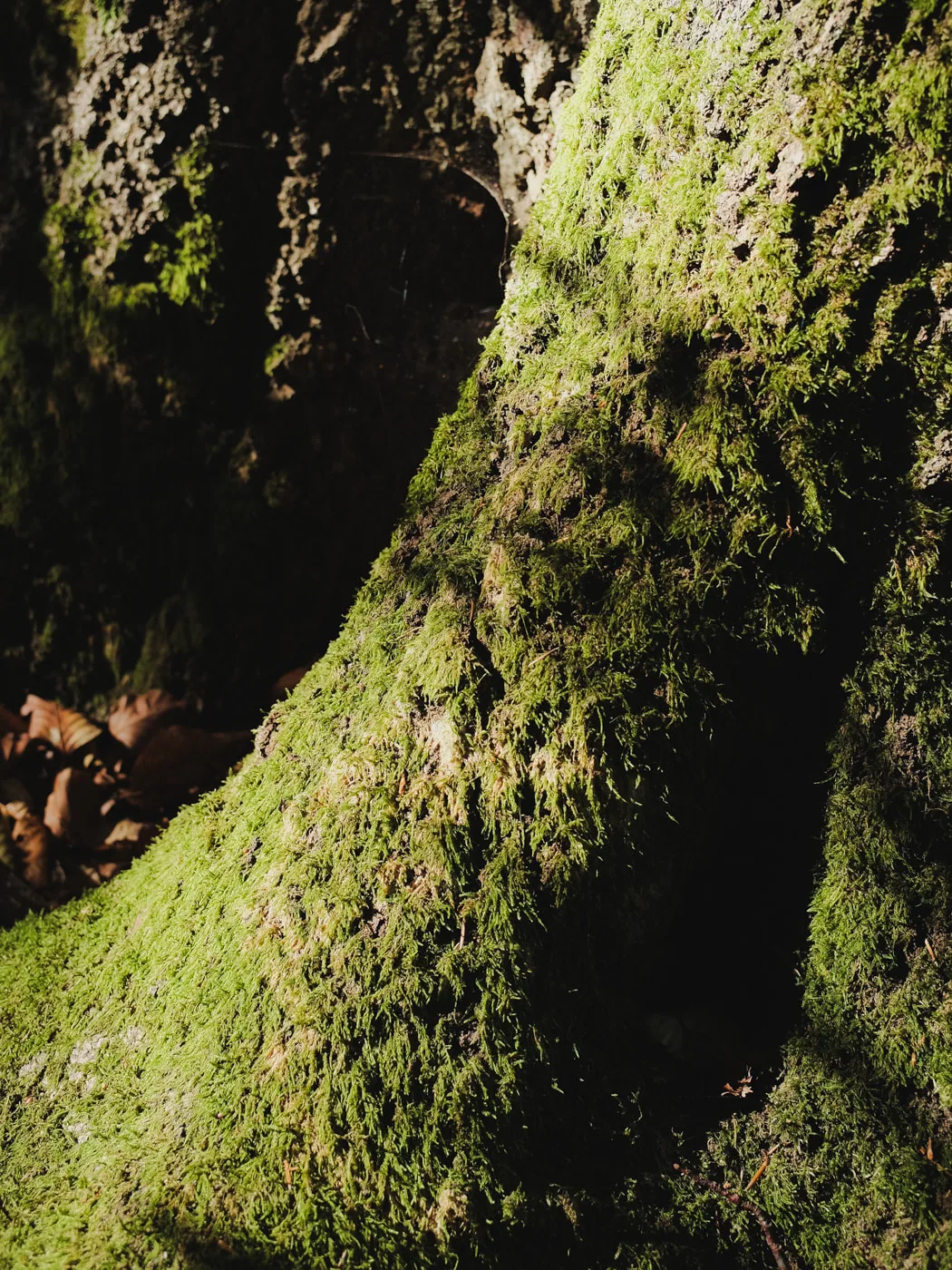 Lüneburger Heide — Bild 13