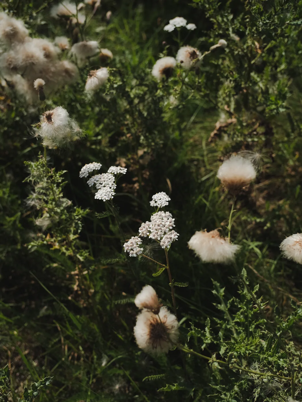 Lüneburger Heide — Bild 14