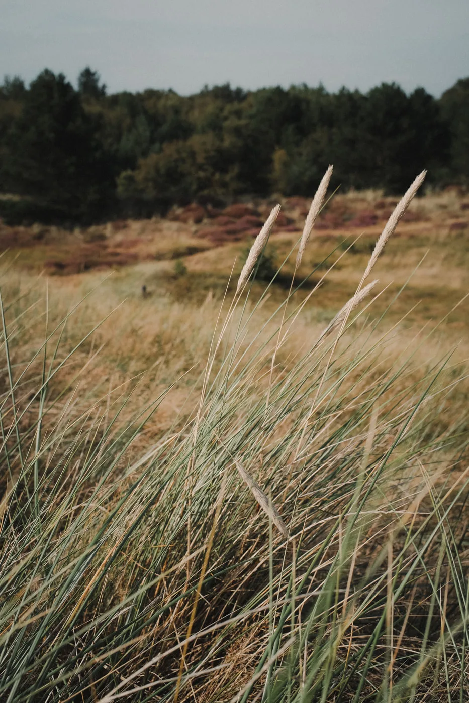 Sankt Peter-Ording — Bild 14